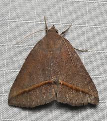 Argyrostrotis flavistriaria
