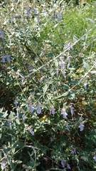 Teucrium fruticans
