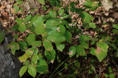 Bridelia leichhardtii, photograph (c) Greg Tasney, some rights reserved (CC BY-SA)