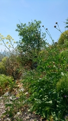 Centaurea tauromenitana