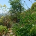 Centaurea tauromenitana - Photo (c) aulax, algunos derechos reservados (CC BY-NC), subido por aulax