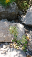 Trifolium stellatum