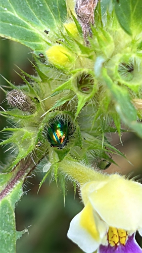 Dead-nettle Leaf Beetle