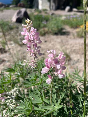 Lupinus arbustus observed 2026-07-24