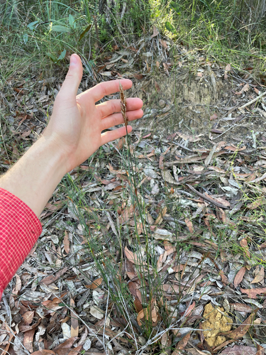 Lepyrodia scariosa observed 2026-07-25