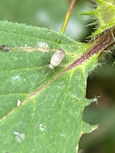 Trefoil Plant Bug