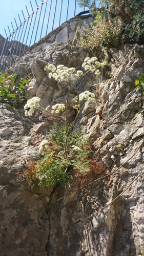 Representative image of Athamanta