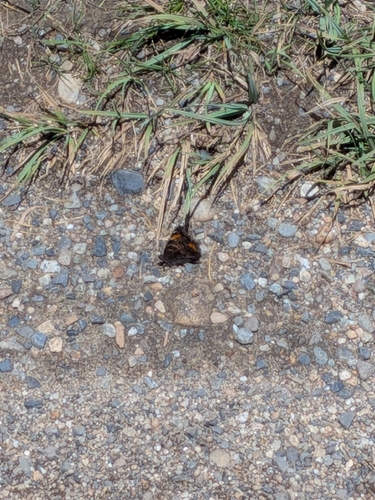 iNaturalist observation photo of Ladies, Anglewings, and Allies