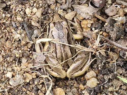 Striped Marsh Frog