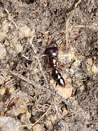 Southern Michelin Ant