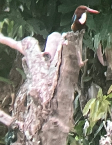 White-throated Kingfisher