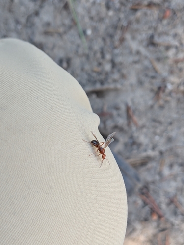 iNaturalist observation photo of Wood, Mound, and Field Ants