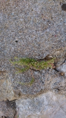 Galium verticillatum