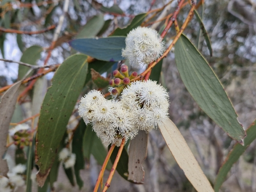 Snow Gum