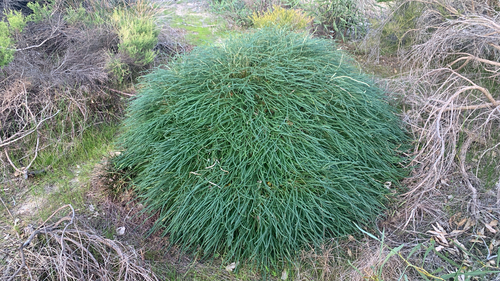 Banksia nivea