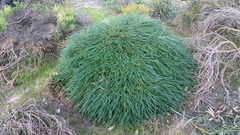 Banksia nivea