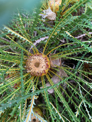 Banksia nivea, photograph (c) Millie Brady, some rights reserved (CC BY)