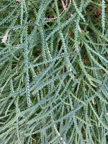 Banksia nivea, photograph 1