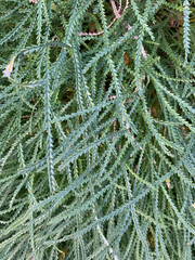 Banksia nivea, photograph (c) Millie Brady, some rights reserved (CC BY)
