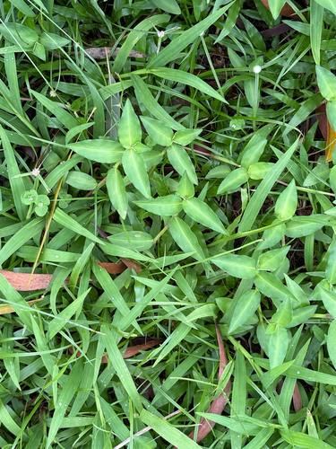 Commelina diffusa observed 2026-07-24