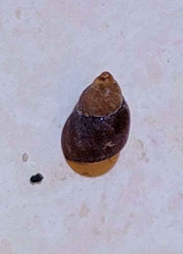 Lacuna unifasciata, 2026-07-24