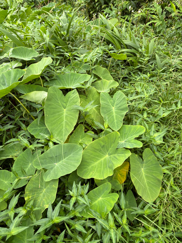 Colocasia esculenta observed 2026-07-24