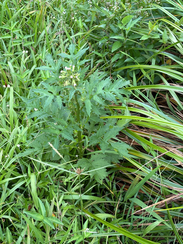Erechtites valerianifolius observed 2026-07-24
