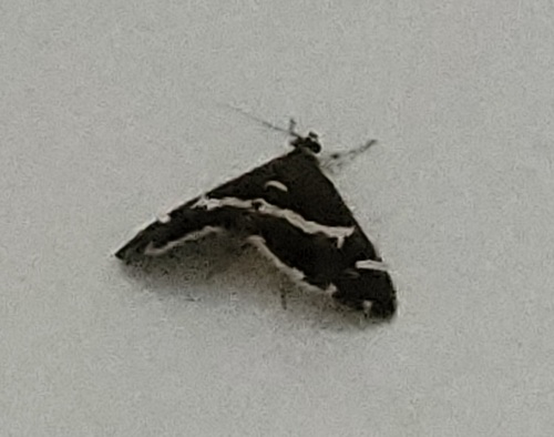 Hawaiian Beet Webworm Moth