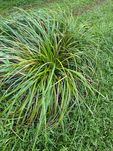Carex wahuensis observed 2026-07-24