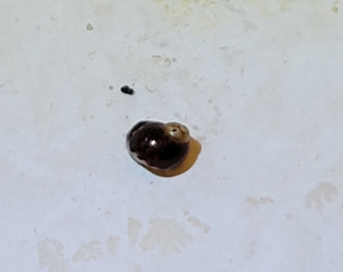 Lacuna unifasciata, 2026-07-24