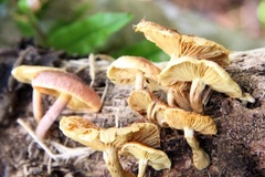 Gymnopilus purpureosquamulosus