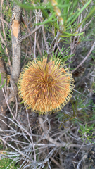 (c) Millie Brady, some rights reserved (CC BY) Banksia telmatiaea, photograph (c) Millie Brady, some rights reserved (CC BY)