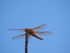 Libellula saturata