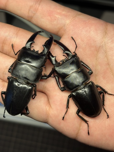Serrognathus titanus platymelus