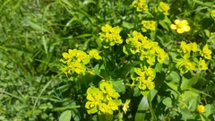 Helioscopia