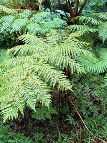 Cibotium chamissoi observed 2026-07-24