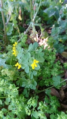 Lotus ornithopodioides