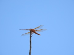 Libellula saturata