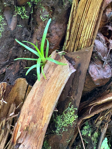 Werauhia gladioliflora observed 2026-07-24