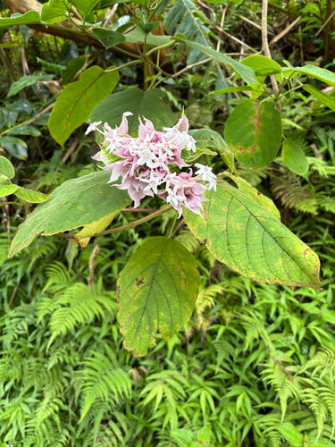 Clerodendrum macrostegium observed 2026-07-24