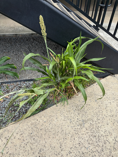 Sorghum bicolor observed 2026-07-24