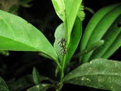 Dolichoderus attelaboides