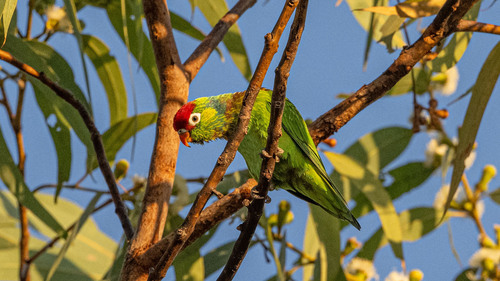 Varied Lorikeet
