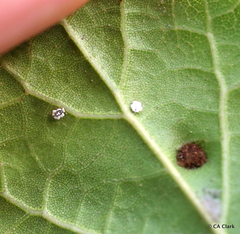 Tetraleurodes perileuca