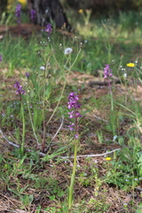 Anacamptis morio