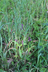 Anacamptis morio