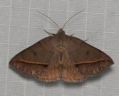 Argyrostrotis flavistriaria