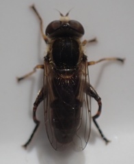 Anasimyia bilinearis