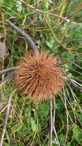 Banksia telmatiaea