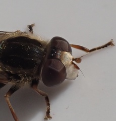 Anasimyia bilinearis